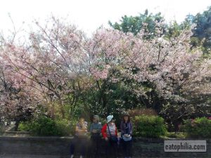 Yangmingshan Day Trip