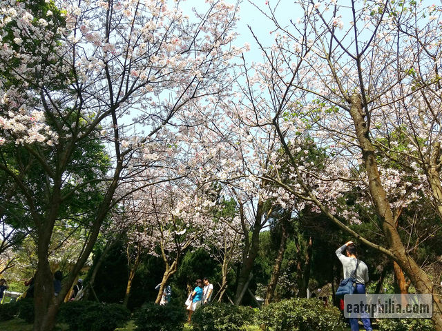 Cherry blossom at Yangmingshan